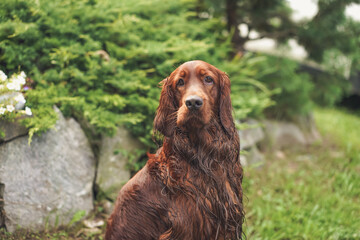 Portrait of a happy Irish Setter. Purebred hunting dog