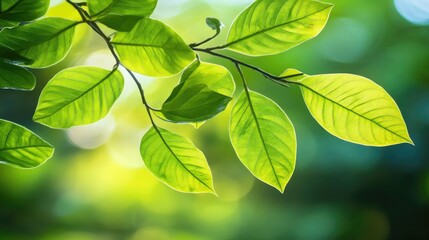 Vibrant Green Leaves with Soft Background Light