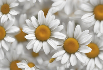 Obraz premium Common daisy blossom isolated on white background transparent