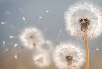 Obraz premium Dandelion seeds on white background
