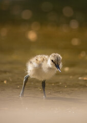Yellow chick