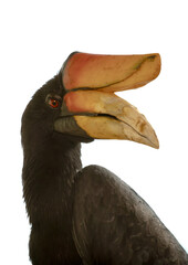 Hornbill portrait