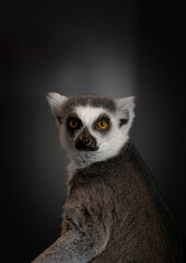 Lemur portrait
