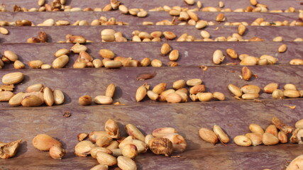 Sun-Drying chocolate Beans on Wooden Surface