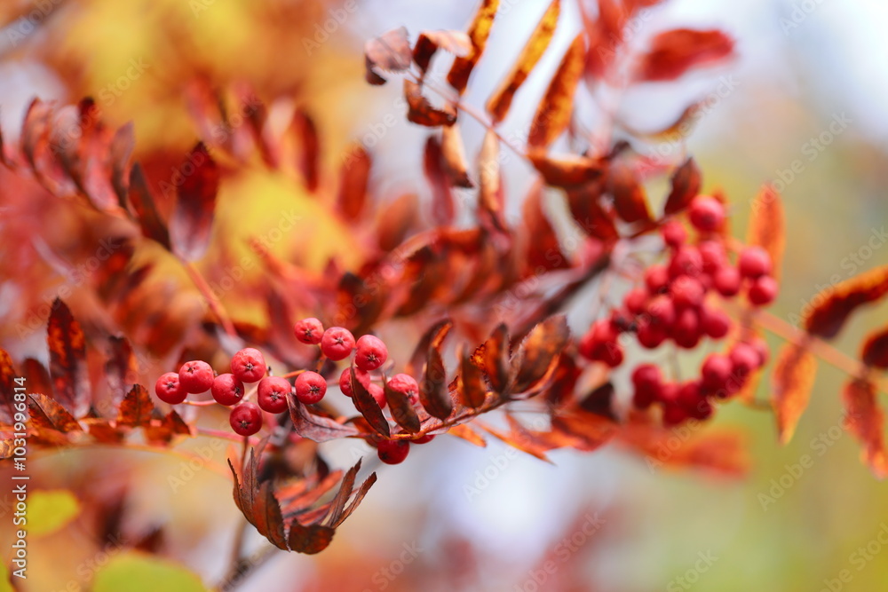 Poster close-up of a bunch of ripe berries growing on a tree branch.