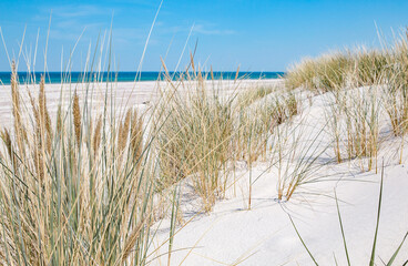 Wide dune in Leba, the biggest dune in Europe. Baltic sea. Poland. Windy weather.