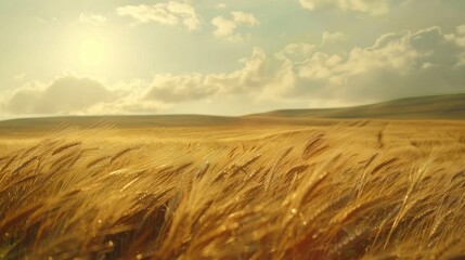 Obraz premium Golden wheat field swaying in the wind under a bright sky