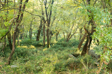 Forest landscape. Summer fairy forest with bright sunny rays shining through the trees for publication, poster, calendar, screensaver, wallpaper, post, banner, cover. High quality photo
