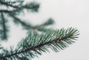 Pine tree branch on white background