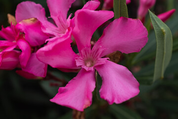 Naklejka premium Close-Up of Vibrant Pink Oleander Flower in Full Bloom. Floral background for publication, poster, screensaver, wallpaper, banner, cover, post. High quality photography