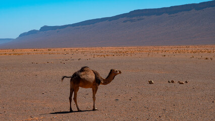 A baby camel is standing in the desert