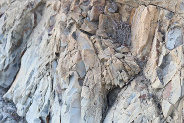 A close-up shot of a bird perched on a rock, looking around cautiously.