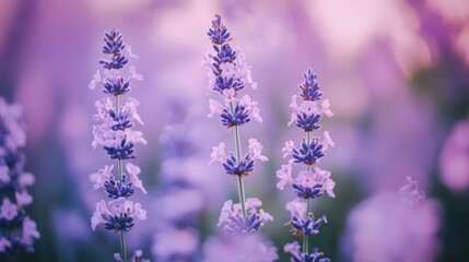Naklejka premium Serene Lavender Fields: A Vibrant Floral Masterpiece