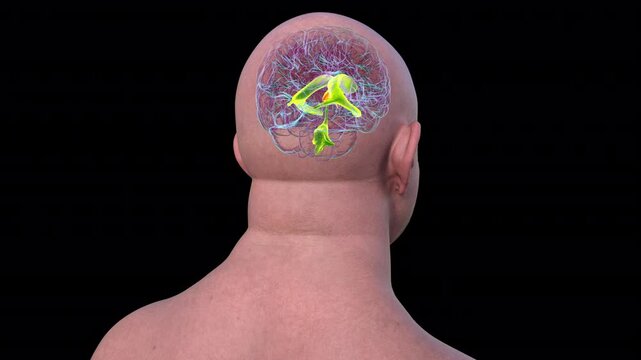 A 3D scientific animation showcasing the third brain ventricle, a vital component of the brain's ventricular system.