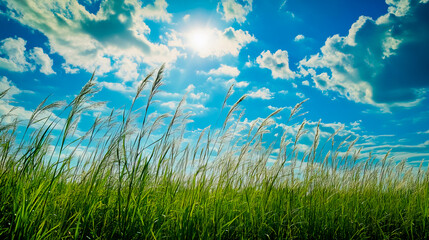 Obraz premium A field of tall grass swaying gently in the breeze, illuminated by warm sunlight streaming through fluffy clouds.
