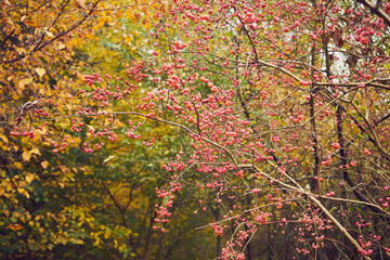 drzewo  © Marcin Łazarczyk