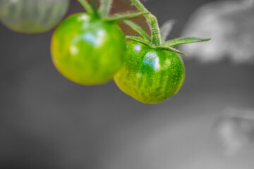 Verdura ecológica con un fondo en blanco y negro.