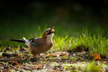common jay on a tree in the park