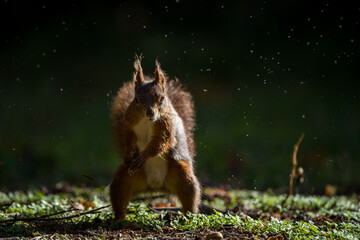 dark squirrel in the nature park © jurra8