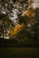 A foggy morning in the park, where mist lingers among the trees. Gentle rays of sunlight pierce through the fog, casting a soft, golden glow. Dew glistens on the grass, and the air is still and cool.