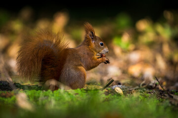 red squirrel with a nut in autumn