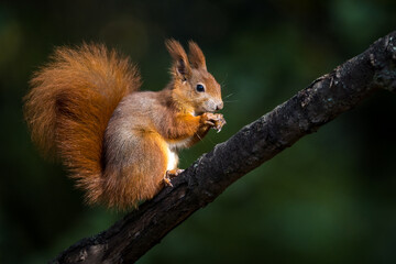 red squirrel with a nut in autumn