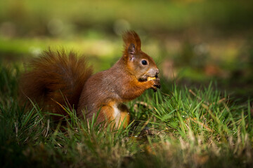 red squirrel with a nut in autumn