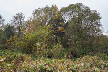 drzewa,łaka  © Marcin Łazarczyk