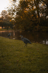 A foggy morning in the park, where mist lingers among the trees. Gentle rays of sunlight pierce through the fog, casting a soft, golden glow. Dew glistens on the grass, and the air is still and cool.