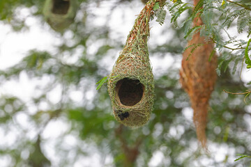 Baya weaver bird building nest on tree branch