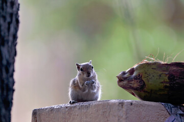 Squirrel searching the food on compound wall