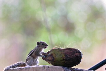 Squirrel searching the food on compound wall	
