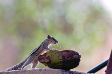 Squirrel searching the food on compound wall