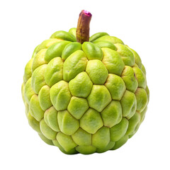 Fototapeta premium red and green apples