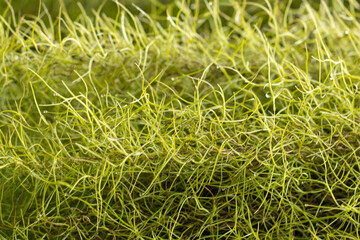 green leaves of a plant as a background.
