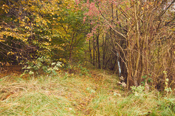 drzewa  © Marcin Łazarczyk