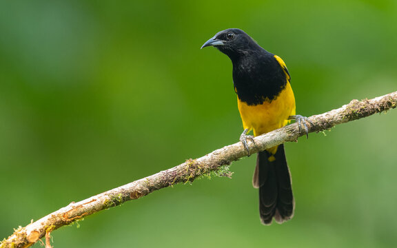 Gelbschultertrupial, black-cowled oriole (Icterus prosthemelas)