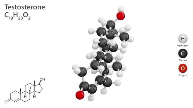 Molecule of Testosterone. Animated 3d model of male hormone. Molecular formula: C19H28O2. Chemical model: Ball and Stick. White background. 3D rendering. Seamless loop