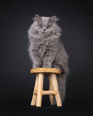 Adorable fluffy British Longhair cat kitten, sitting on little wooden stool Looking towards camera...