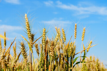 Obraz premium Golden ripe wheat under blue sky in sunlight in summer