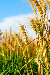 Golden ripe wheat under blue sky in sunlight in summer