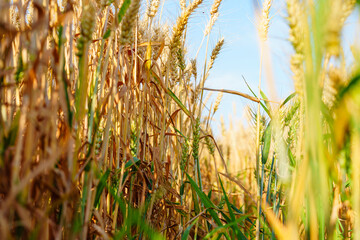 Golden ripe wheat under blue sky in sunlight in summer