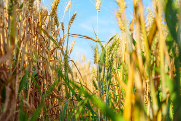 Golden ripe wheat under blue sky in sunlight in summer