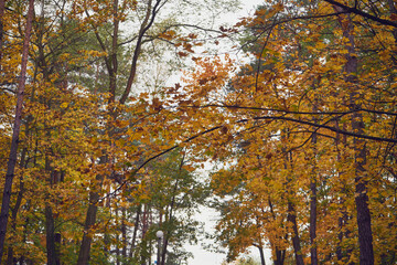 drzewa parkowe  © Marcin Łazarczyk