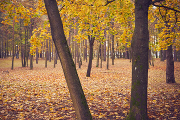 drzewa,park  © Marcin Łazarczyk