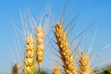 Golden ripe wheat under blue sky in sunlight in summer