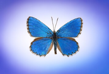 Beautiful colored wild butterfly on the desk
