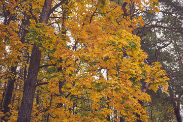 drzewa  © Marcin Łazarczyk