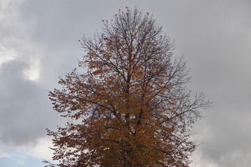 drzewo,niebo  © Marcin Łazarczyk