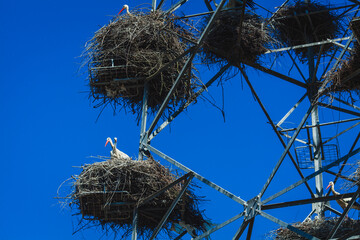 A large power line structure covered with multiple stork nests, each occupied by storks resting or standing